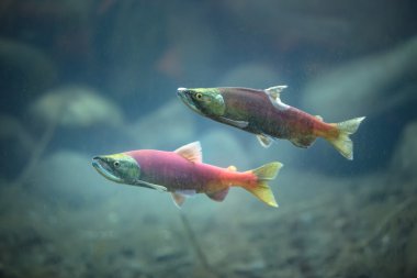 Kokanee salmon underwater  clipart