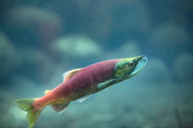 Kokanee somon sualtı 