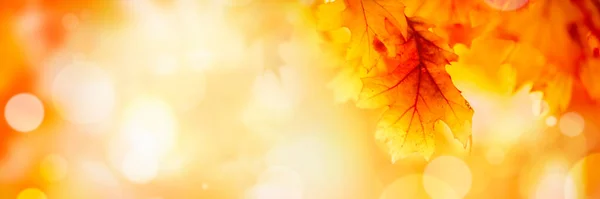 黄金の日当たりの良いボケの背景に秋の葉 複数の色の葉の日没のコピースペース カラフルな秋の背景 — ストック写真