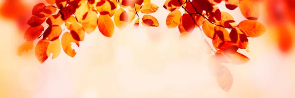 黄金の日当たりの良いボケの背景に秋の葉 複数の色の葉の日没のコピースペース カラフルな秋の背景 — ストック写真