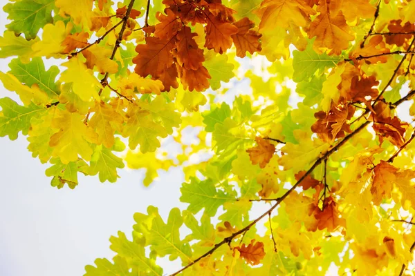 Wielokolorowe Jesienne Liście Drzew Słonecznym Tle Nieba — Zdjęcie stockowe