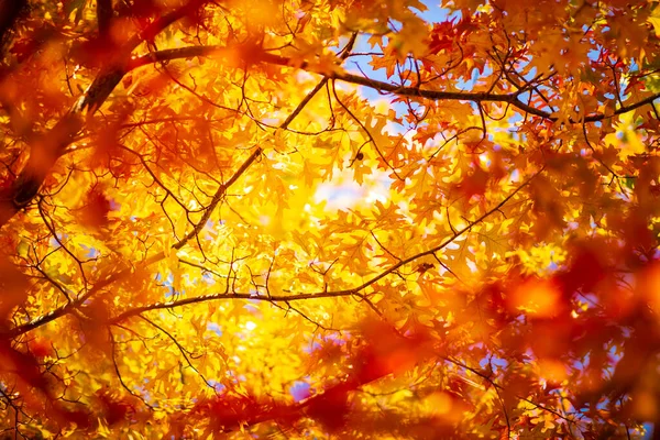 Multi colored autumn tree leaves on sunny sky background