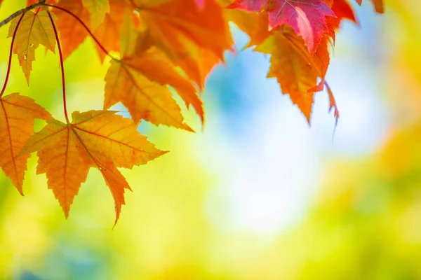 Multi Barevné Podzimní Listí Modrém Pozadí Oblohy — Stock fotografie