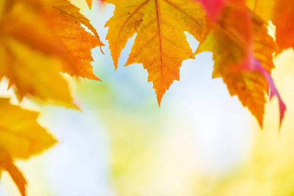 Folhas Outono Multi Colorido Fundo Céu Azul — Fotografia de Stock