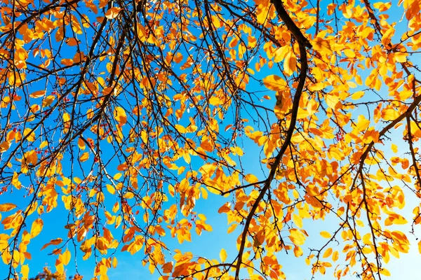 Hojas Multicolores Otoño Sobre Fondo Azul Cielo — Foto de Stock