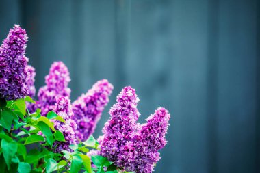 Bahçedeki leylak çiçekleri