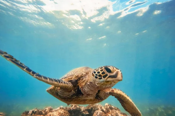 Zielony Żółw Morski Nad Rafą Koralową Pod Wodą Niebieski Ocean — Zdjęcie stockowe