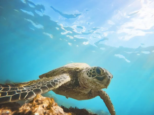 サンゴ礁の上の緑の海のカメ水中 晴れた熱帯日の青い海 — ストック写真