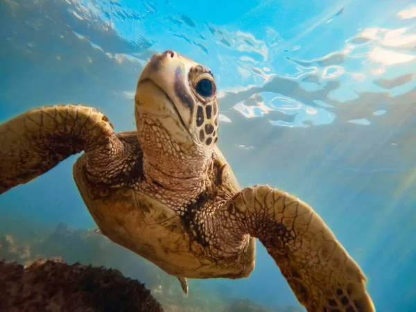 Tortue Mer Verte Dessus Récif Corallien Sous Marin Océan Bleu — Photo