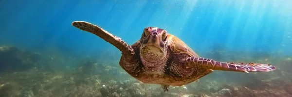 Tortue Mer Verte Dessus Récif Corallien Sous Marin Océan Bleu — Photo