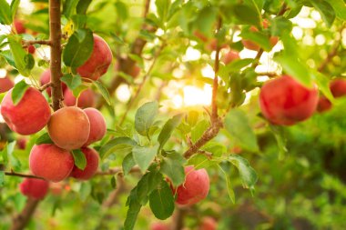 Kırmızı elmalarla dolu bir dalda elma ağacı.