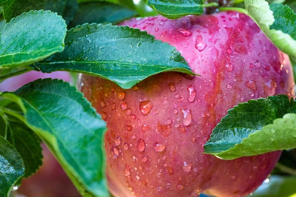사과 나무 — 스톡 사진