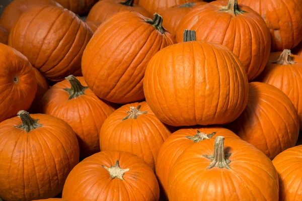 Pumpkin background — Stock Photo, Image