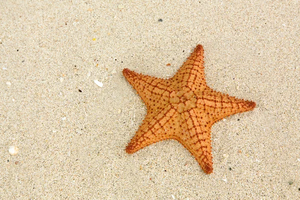 Starfish — Stock Photo, Image