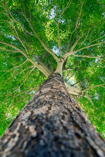 Árbol — Foto de Stock