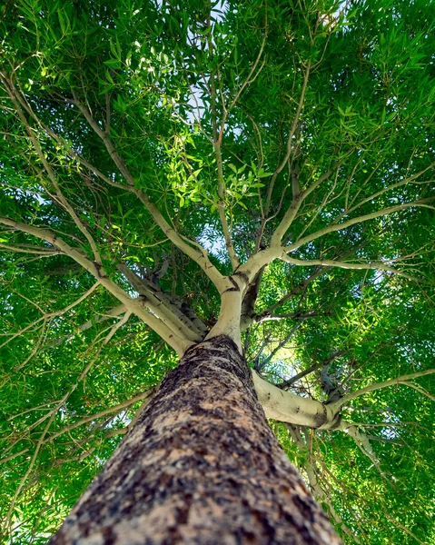 Árbol — Foto de Stock