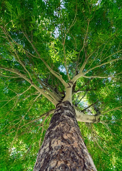 Tree — Stock Photo, Image