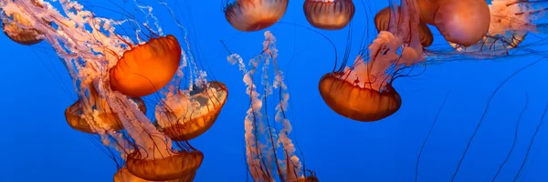 Medusas. — Foto de Stock