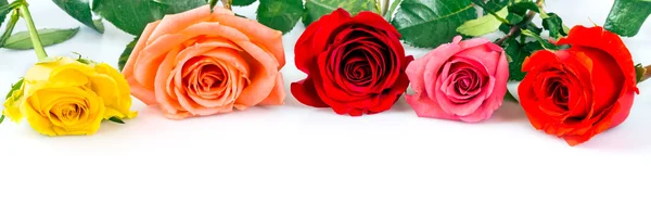 Rosas — Fotografia de Stock