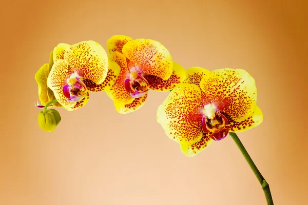 Orchidée — Photo