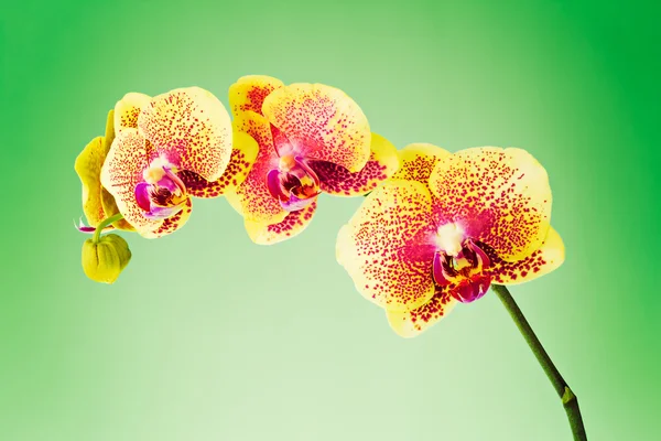 Orchidée — Photo