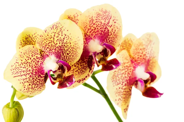 Orkide — Stok fotoğraf