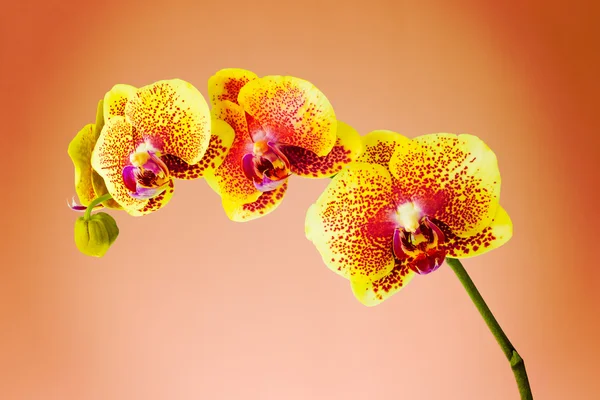 Orquídea — Fotografia de Stock