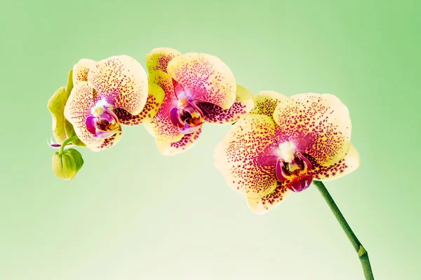 Orchidea — Stock Fotó