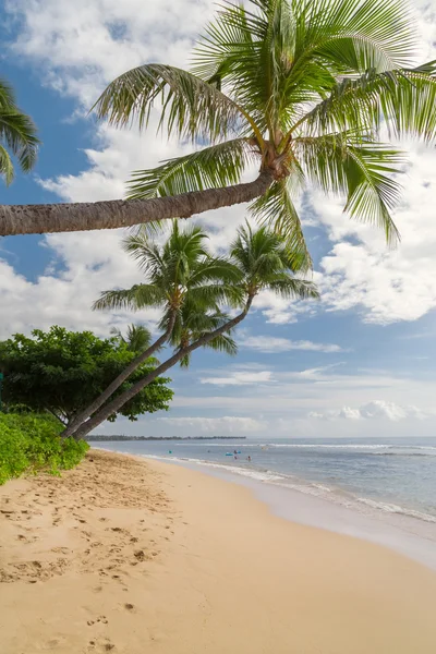 Plage tropicale ensoleillée — Photo