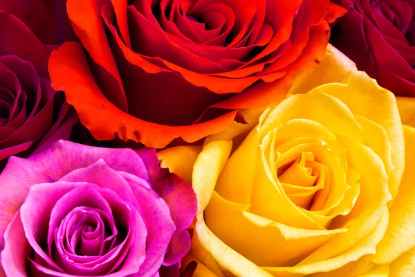 Roses close-up — Stock Photo, Image