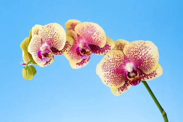 Haste de orquídea com flores — Fotografia de Stock