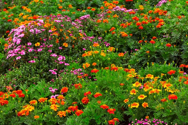 Garden flowers background — Stock Photo, Image