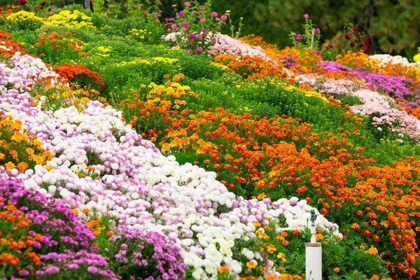 Garden flowers background — Stock Photo, Image