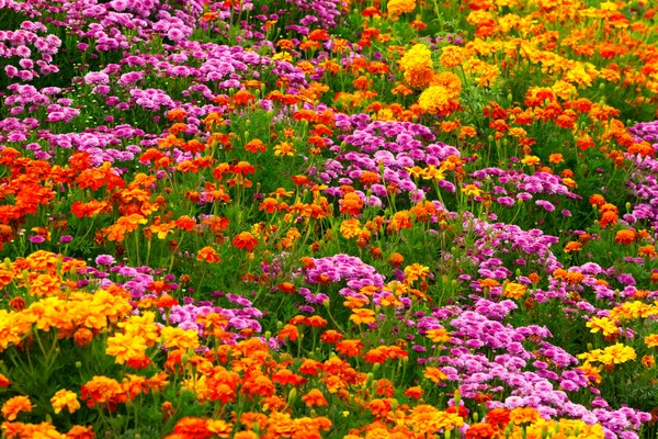 Garden flowers background — Stock Photo, Image