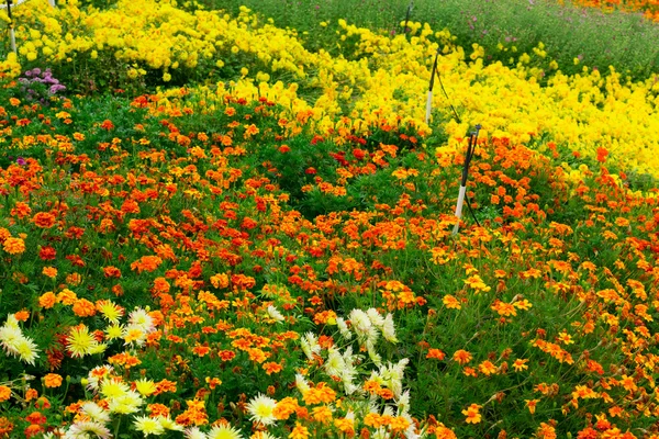 庭の花の背景 — ストック写真