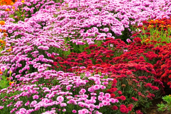 Garden flowers background — Stock Photo, Image