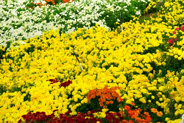 Garden flowers background — Stock Photo, Image