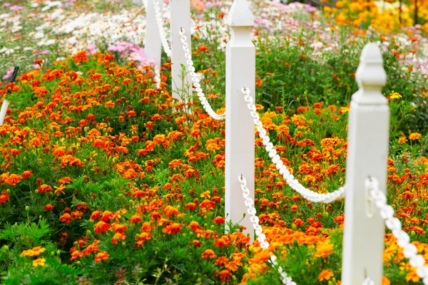 Garden flowers background — Stock Photo, Image