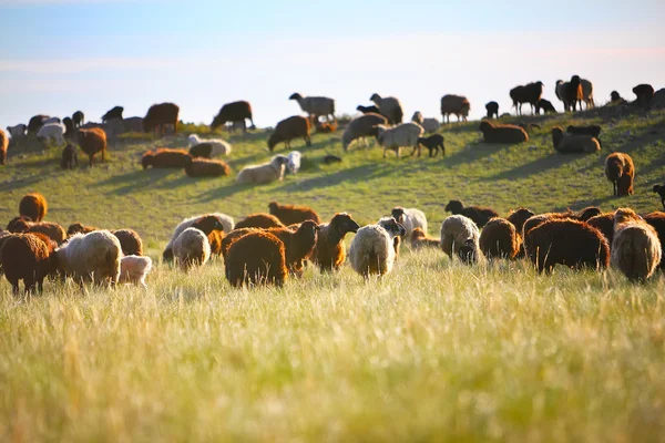 Moutons dans le pâturage au coucher du soleil — Photo