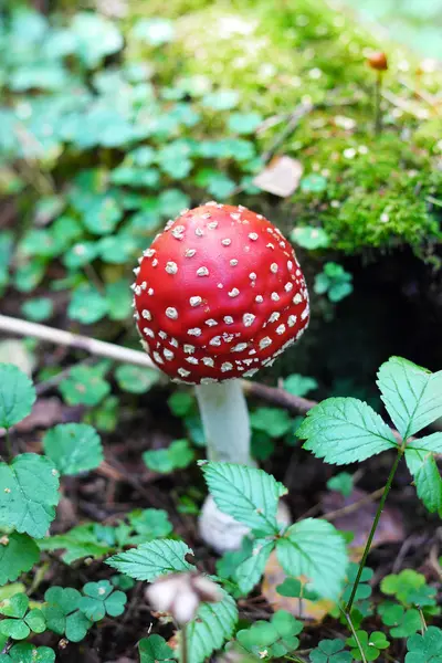 Fungo di Amanita muscaria — Foto Stock