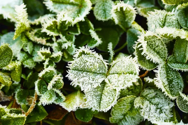 Zielona koniczyna liść pokryte lodem — Zdjęcie stockowe