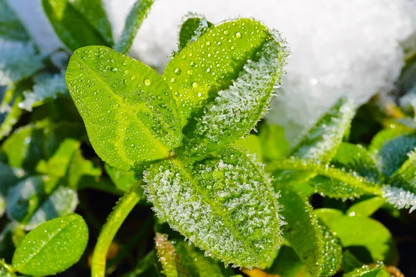 Zielona koniczyna liść pokryte lodem — Zdjęcie stockowe