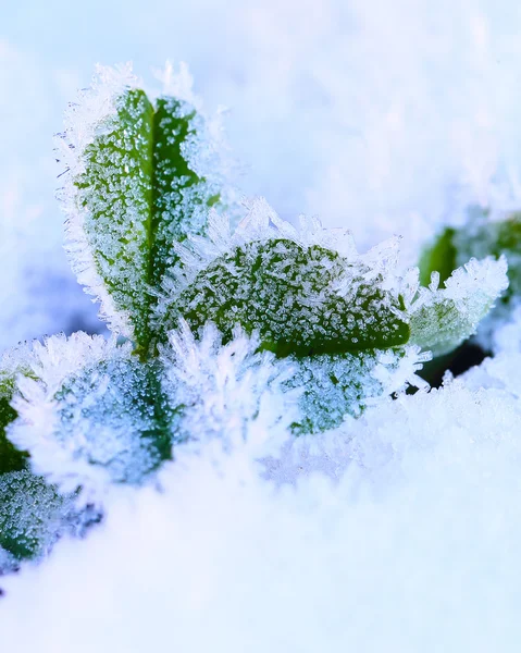 Зелене листя конюшини, покрите льодом — стокове фото
