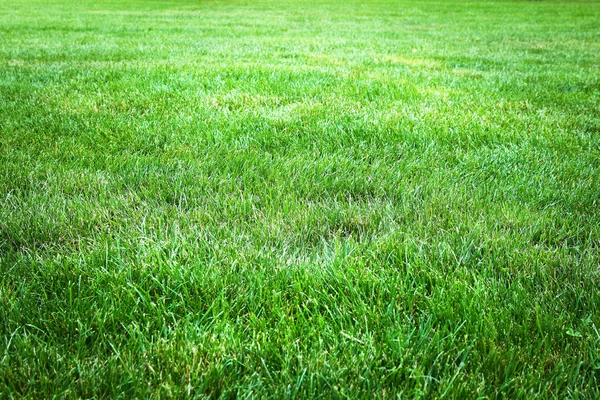 Erba verde sfondo da un campo — Foto Stock