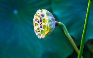 Lotus tohum Hayvanat Bahçesi