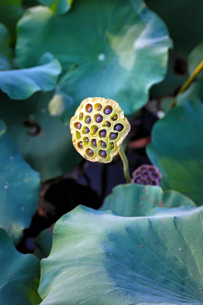 Les graines de lotus dans le zoo — Photo