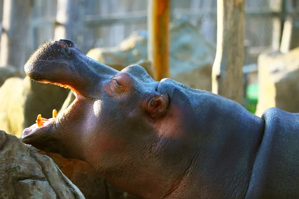 Бегемот, или бегемот в зоопарке — стоковое фото