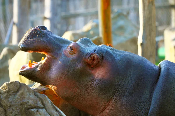 Бегемот, или бегемот в зоопарке — стоковое фото