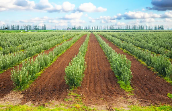 Jardín de manzana bajo el cielo azul —  Fotos de Stock