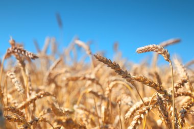 Buğday tarlası ve mavi gökyüzü